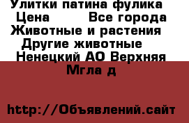 Улитки патина фулика › Цена ­ 10 - Все города Животные и растения » Другие животные   . Ненецкий АО,Верхняя Мгла д.